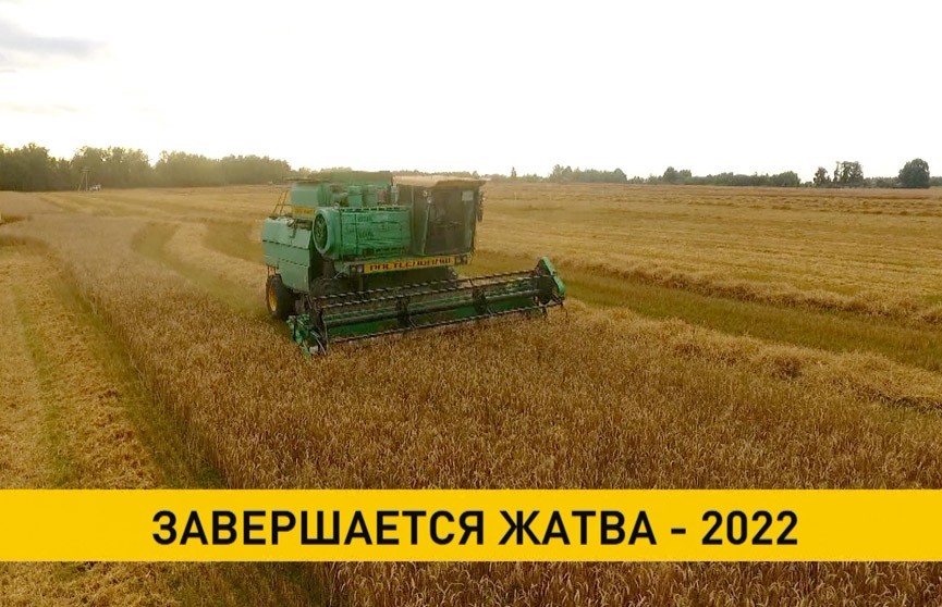 Жатва-2022 близится к завершению: в закромах более восьми млн тонн зерна