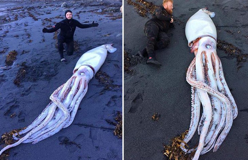 Четырёхметровый кальмар обнаружен на пляже в Новой Зеландии