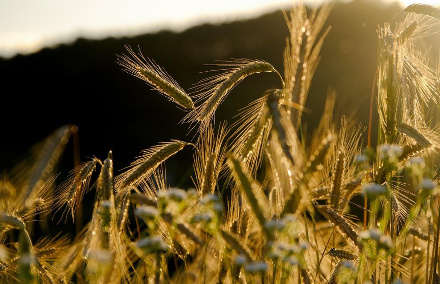 СМИ: Египет расторг договоры на покупку пшеницы из Украины
