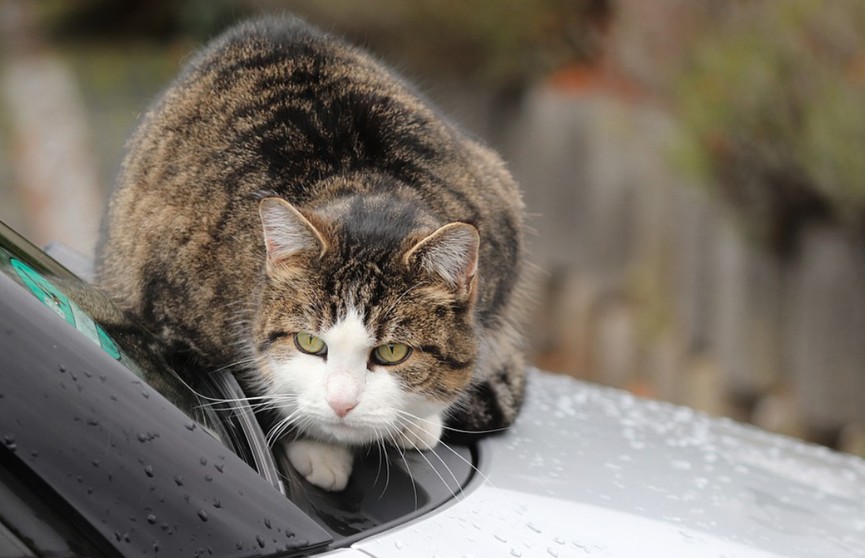 Кот на улице сам выбрал себе хозяина и запрыгнул в его машину. Посмотрите, теперь у пушистика будет дом! (ВИДЕО)