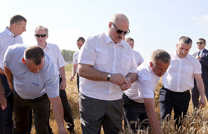 Лукашенко: Не надо дергать аграриев на выборы. Потерять урожай ради какой-то политики – полный идиотизм