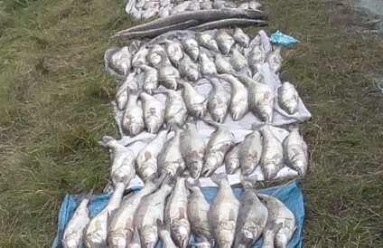 Трое браконьеров из Вилейки задержаны с 176 кг рыбы