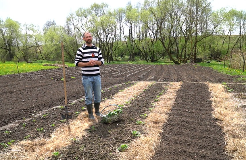 Огород не ждет! Что необходимо знать о высадке капустной рассады? Рубрика «МетеоГрядки»