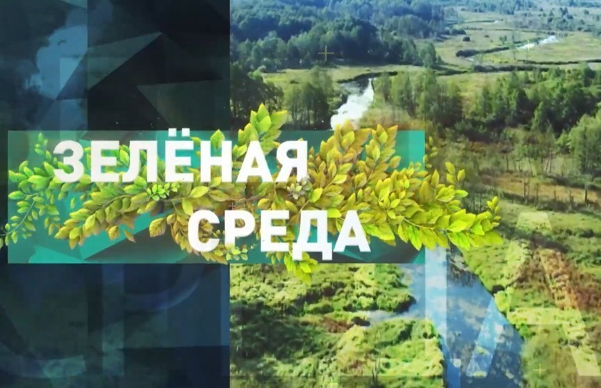 Чем уникальны белорусские деревья? Рубрика «Зеленая среда»