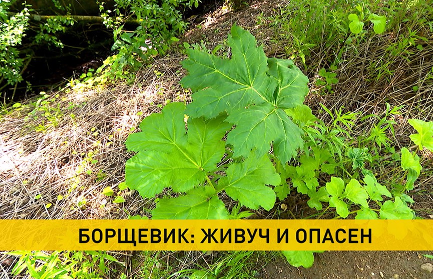 Борщевик Сосновского – живуч, опасен, его семена сохраняются в почве до 10 лет! Ученые рассказали, как с ним ведется борьба
