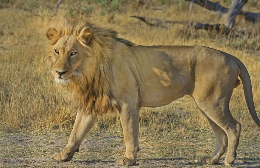 Мужчина одной тапкой разогнал разъяренных львов по углам (ВИДЕО)