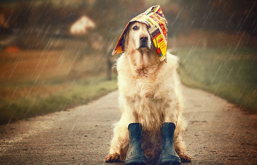 Видео с реакцией пса на прогулку в дождь стало вирусным. Взгляните