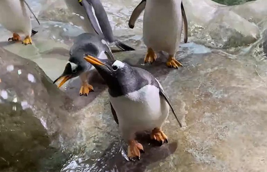 Пингвинов Московского зоопарка научили лопать мыльные пузыри
