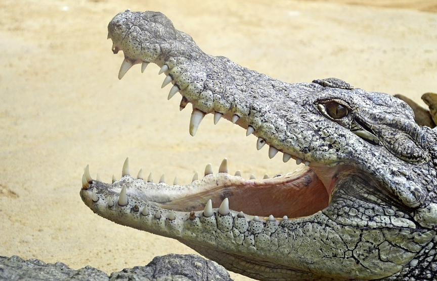 Подросток погиб в пасти крокодила на глазах у друзей