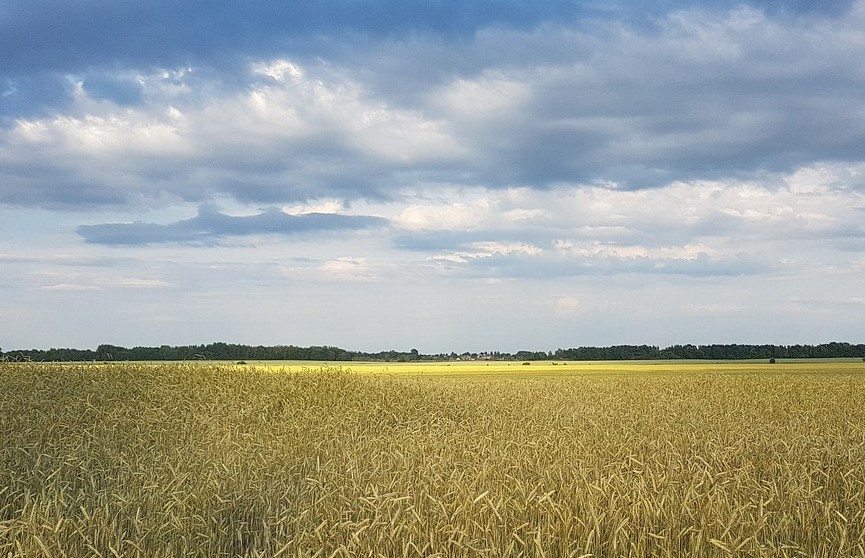 Михалков: Украина уже передала 17 млн гектар своих сельскохозяйственных земель ТНК из США