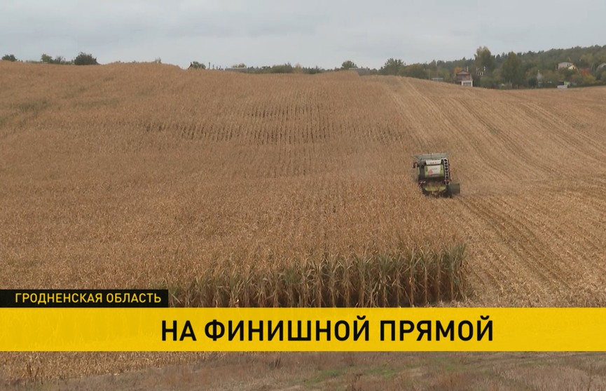 Уборочная в Беларуси подходит к концу – репортаж с полей