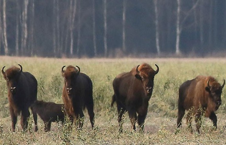 В Башкортостан в ноябре отправятся девять белорусских зубров