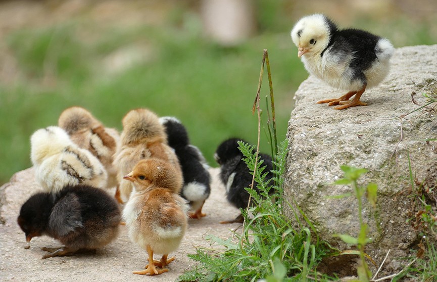На базе агрокомбината «Дзержинский» планируют создать селекционно-генетический центр птицеводства