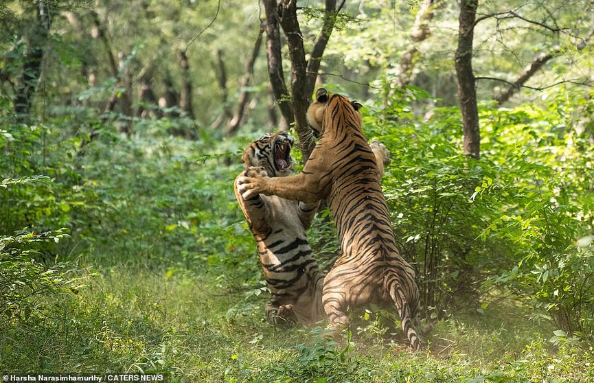 Невероятная схватка двух тигров попала на видео