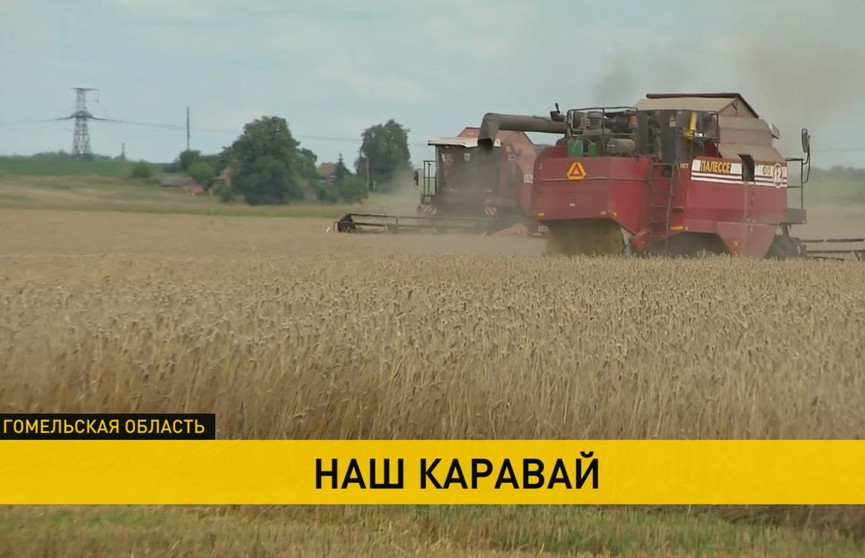 Жатва набирает обороты: на полях страны с учетом рапса намолочено уже более 4 миллионов тонн зерна