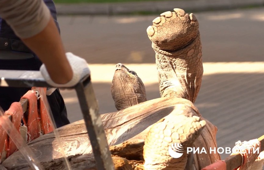 В Московском зоопарке перевозят больших черепах. Только посмотрите на этих милашек!