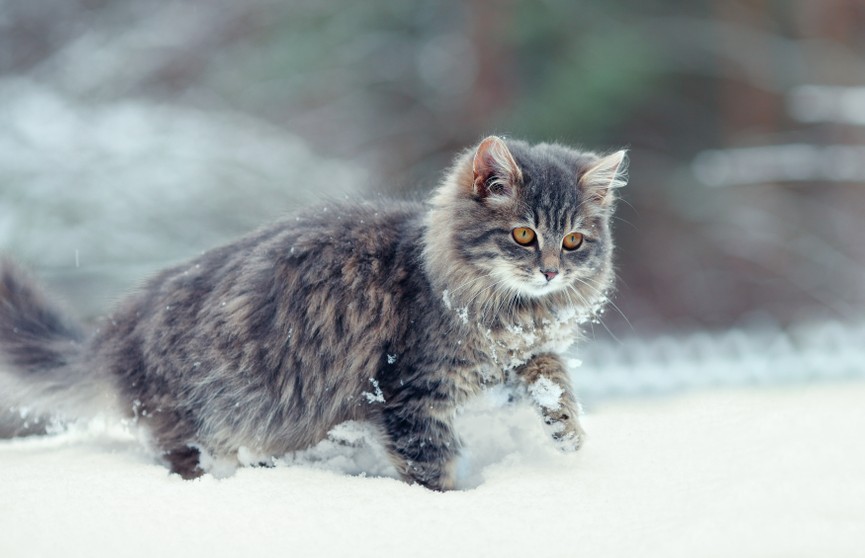 «Забыл резину сменить»: кот впервые вышел на снег и забавно станцевал. Это видео точно поднимет вам настроение!