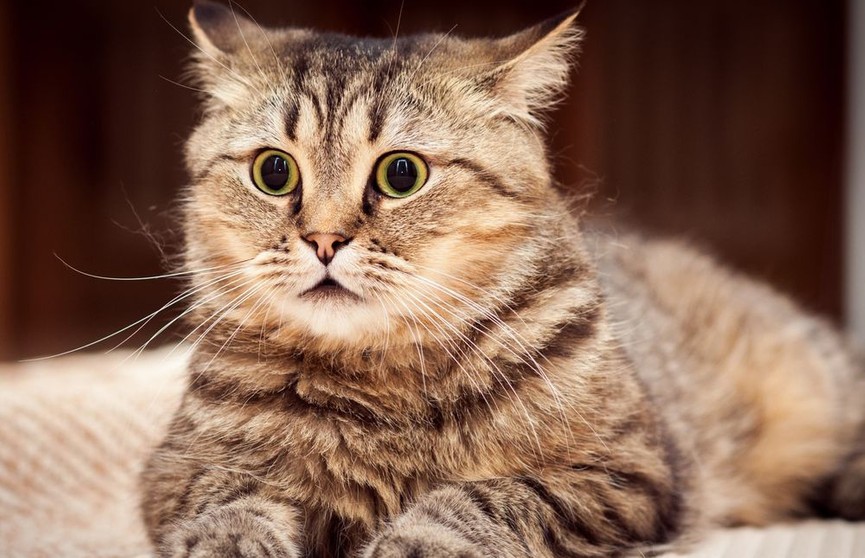 «Это очень смешно!»: реакция котенка на храп хозяина развеселила сеть