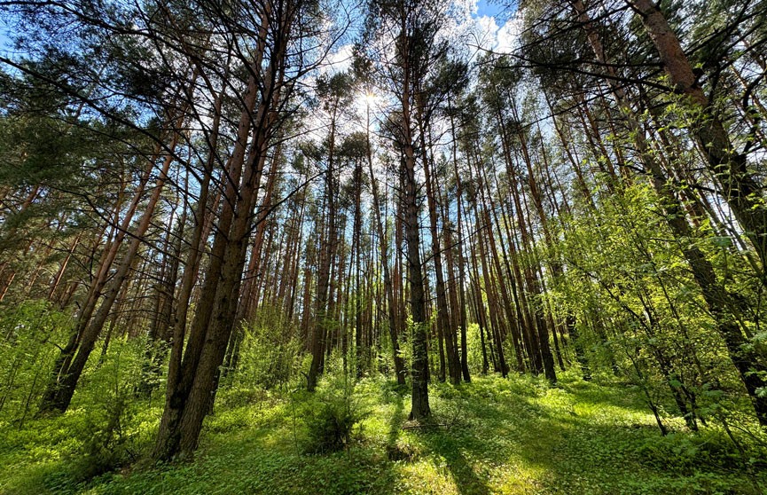 Минлесхоз: посещение лесов ограничено почти во всех регионах Беларуси
