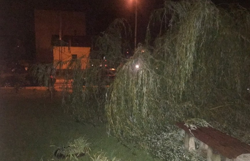 Непогода в Бресте: дерево вырвало с корнем