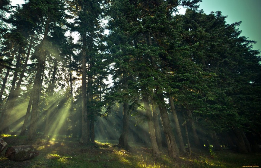 Как не заблудиться в лесу? 6 советов от МЧС