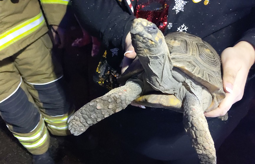 На Рождество 45-летняя черепаха устроила пожар в доме