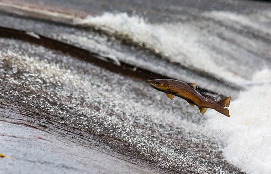 Рыба выпрыгивает из воды: необычное явление из-за ливней в Китае (ВИДЕО)