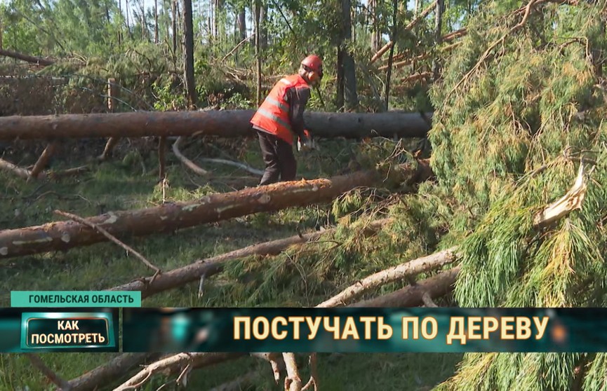 Непогода наломала дров. Лесники разбираются с последствиями грозового фронта в Гомельской области