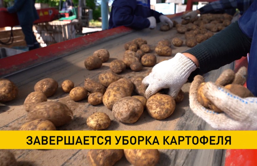 В Беларуси завершается уборка картофеля