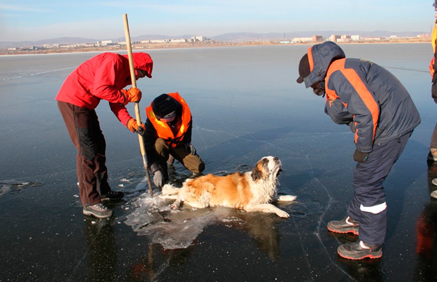 Вмёрзшую в лёд собаку спасли в Забайкалье