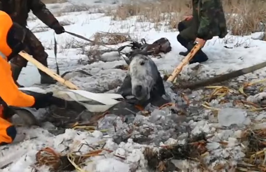 Лошадь провалилась под лед: ее спасли сотрудники МЧС