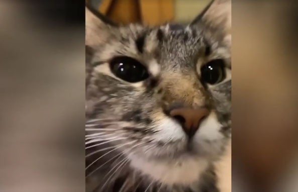 Новый кошачий вайб подхватывают пользователи соцсетей. Посмотрите на котов, которые создают особое настроение (ВИДЕО)