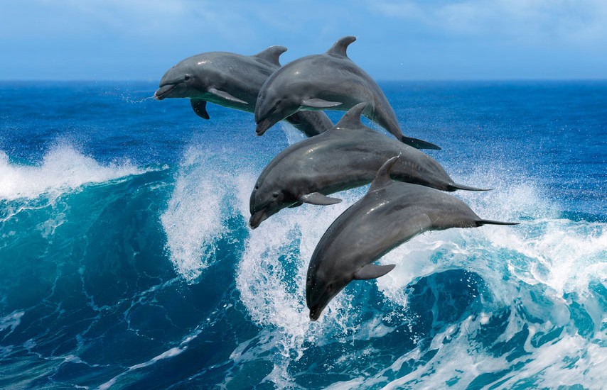 ВИДЕОФАКТ: огромное скопление дельфинов заметили у американского пляжа