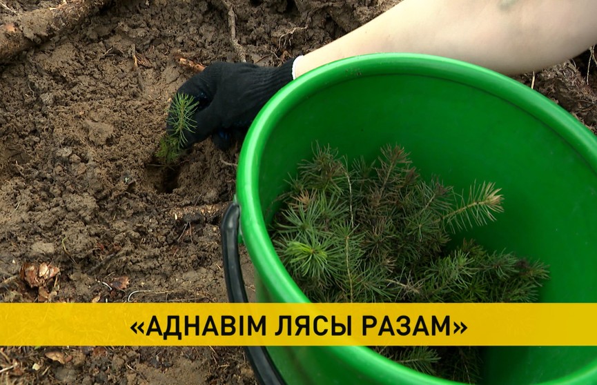 Участники акции «Аднавім лясы разам» восстановили поврежденный массив в лесничестве под Минском