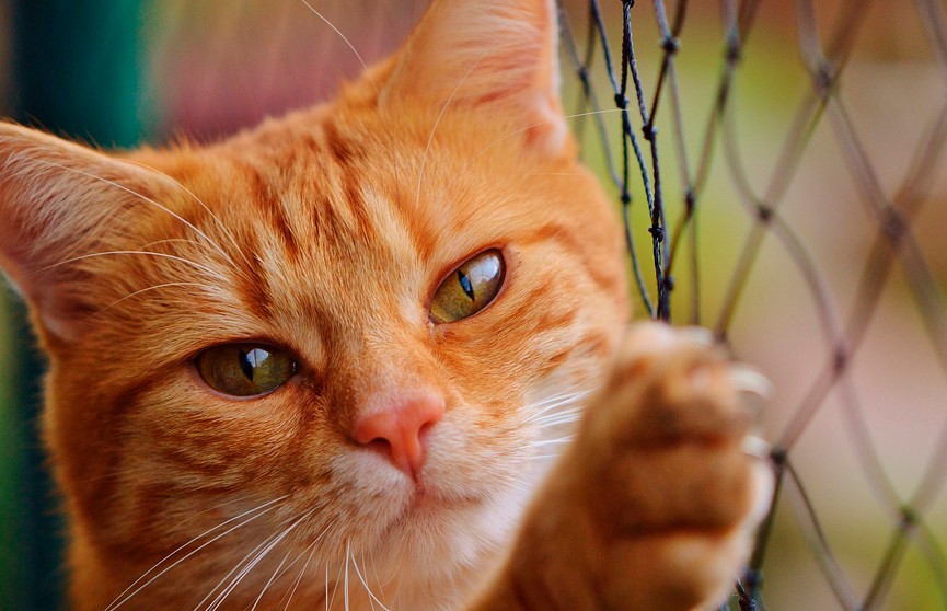 В День кошек москвичам рассказали, как сохранить здоровье питомца