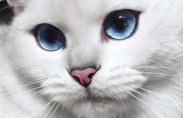 «Он просто прекрасен!»: гуляющий по снегу белоснежный кот стал звездой Instagram (ВИДЕО)
