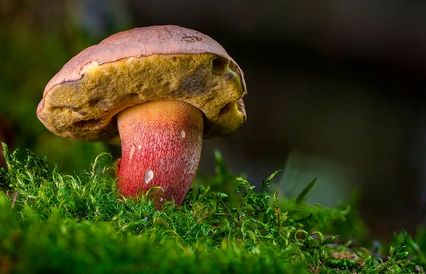 В Беларуси 11 человек отравились грибами