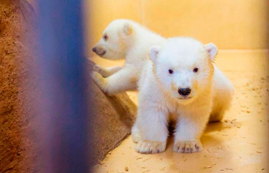 Посмотрите, какие милые: белые медвежата-близнецы впервые вышли из пещеры в зоопарке Германии (ФОТО)