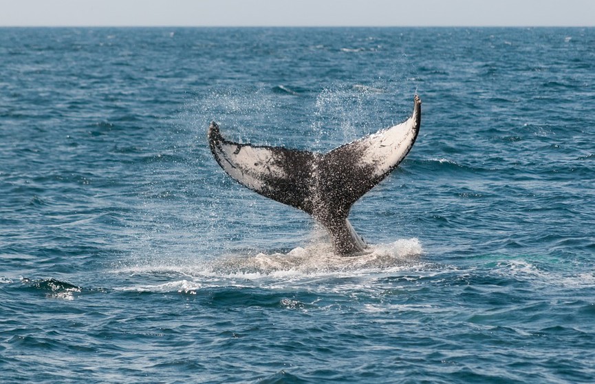 Два редких кита погибли из-за маневров эсминца у берегов США