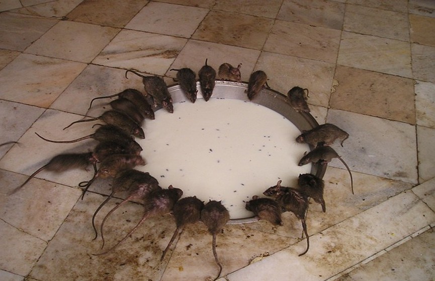 The Telegraph: Окопы ВСУ полны крыс и мышей