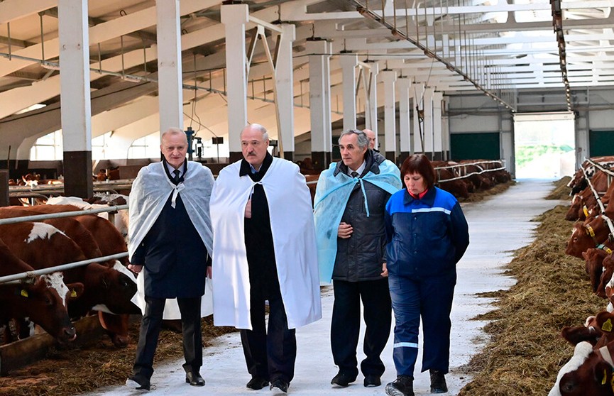Лукашенко оценил, как академия наук организовала инновационное хозяйство в Оршанском районе