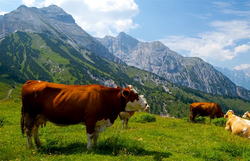 С рогами коровы или без? В Швейцарии пройдёт всенародный референдум