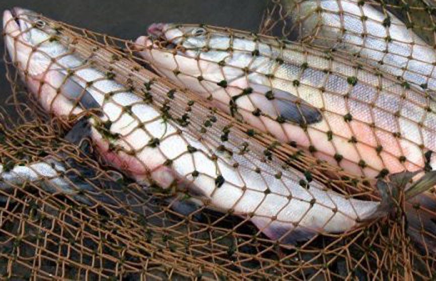 Более 640 кг рыбы житель Берёзы похитил у рыбхоза