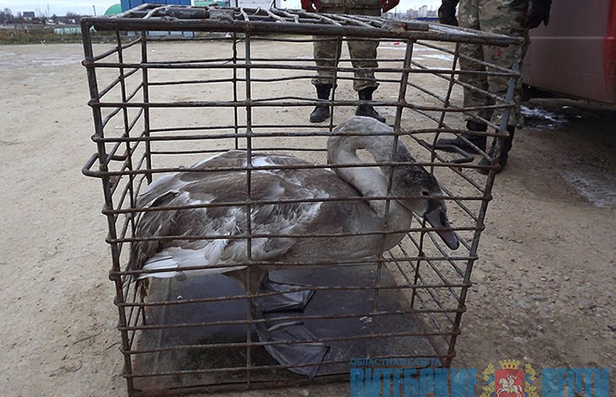 Раскормленный людьми лебедь не смог улететь на юг: витебские экологи спасли птицу