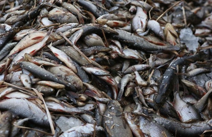 Мор рыбы обнаружили в реке под Витебском