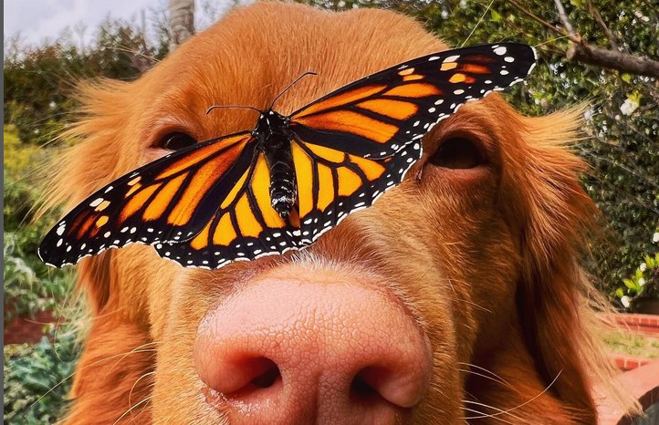 Пес подружился со всеми бабочками в саду и очаровал соцсети. Осторожно, слишком милые фото!