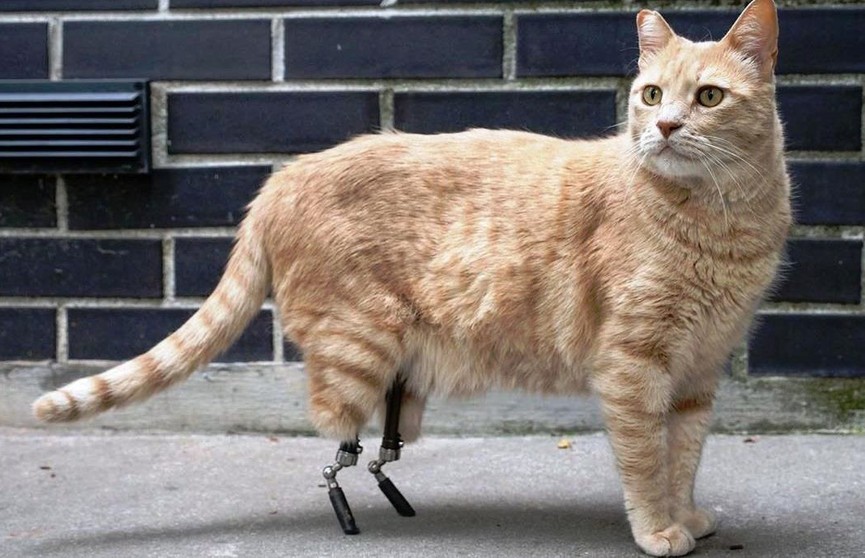 «Вся пресса пишет обо мне. Но я остаюсь скромным»: кот с протезами стал звездой Instagram