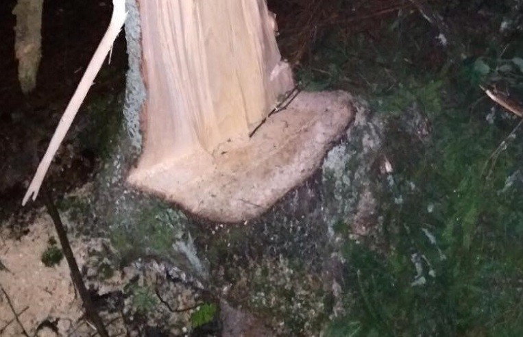 Двое мужчин погибли на лесозаготовке в Смолевичском районе