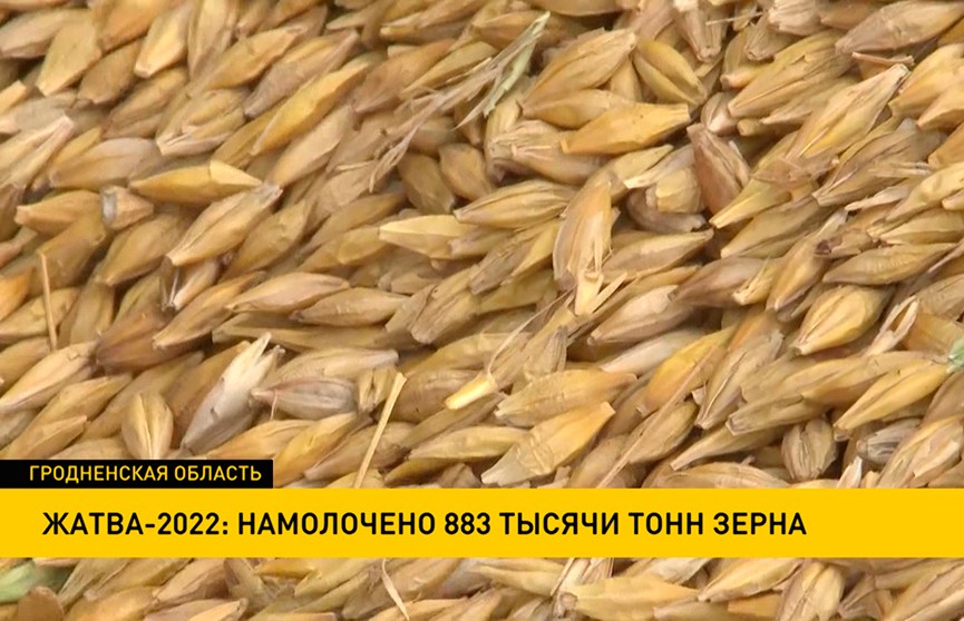 Уборочная–2022: уже намолочено почти 970 тыс. тонн зерна