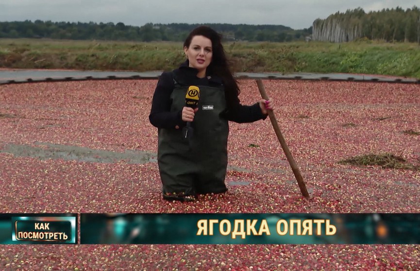 В Беларуси начался сезон сбора клюквы. Смотрите красивый репортаж ОНТ